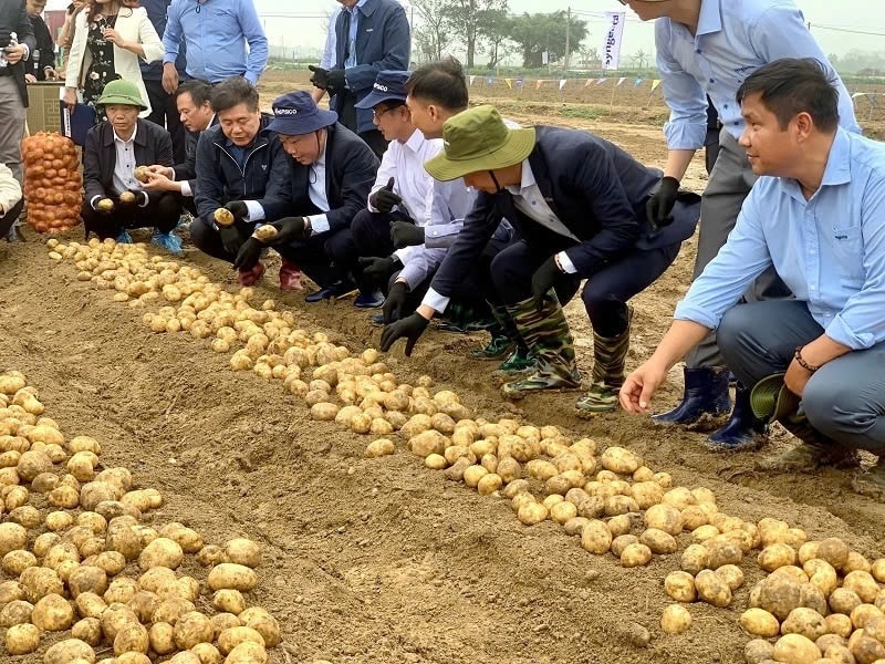 Mô hình trồng khoai tây 