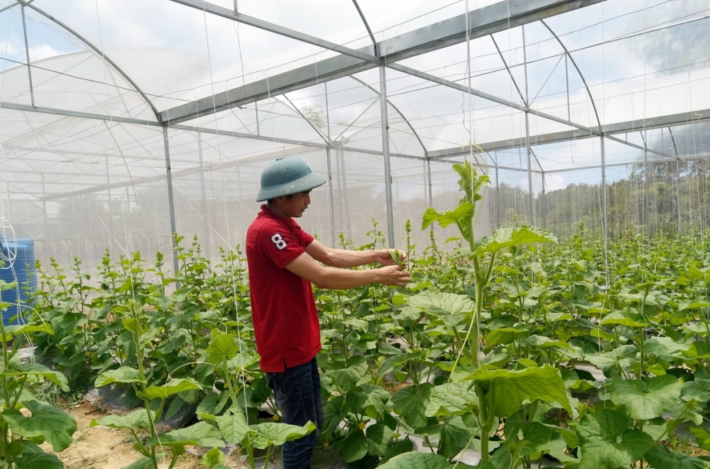 Mô hình trồng dưa lưới áp dụng khoa học kỹ thuật của HTX Nông nghiệp hữu cơ Thành Đạt