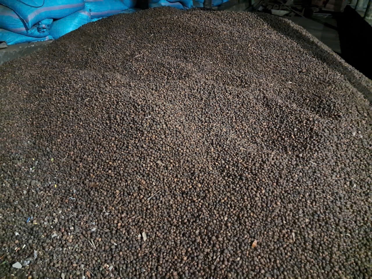 Cà phê quả khô được HTX Hiệp Phát thu mua  47 - 49 nghìn đồng/kg 