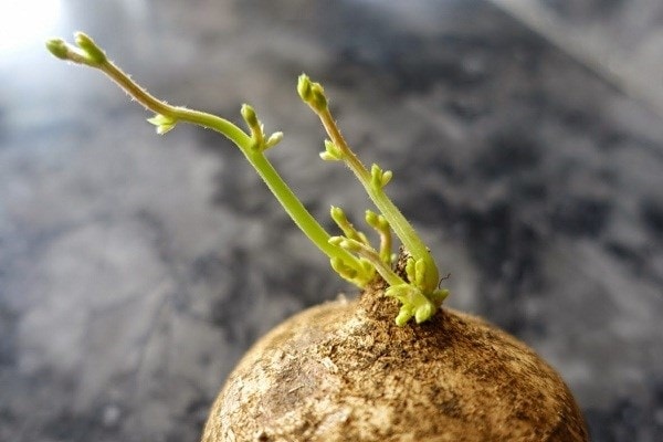 (Tổng hợp) Cách trồng củ đậu đơn giản hiệu quả bạn nên biết 1