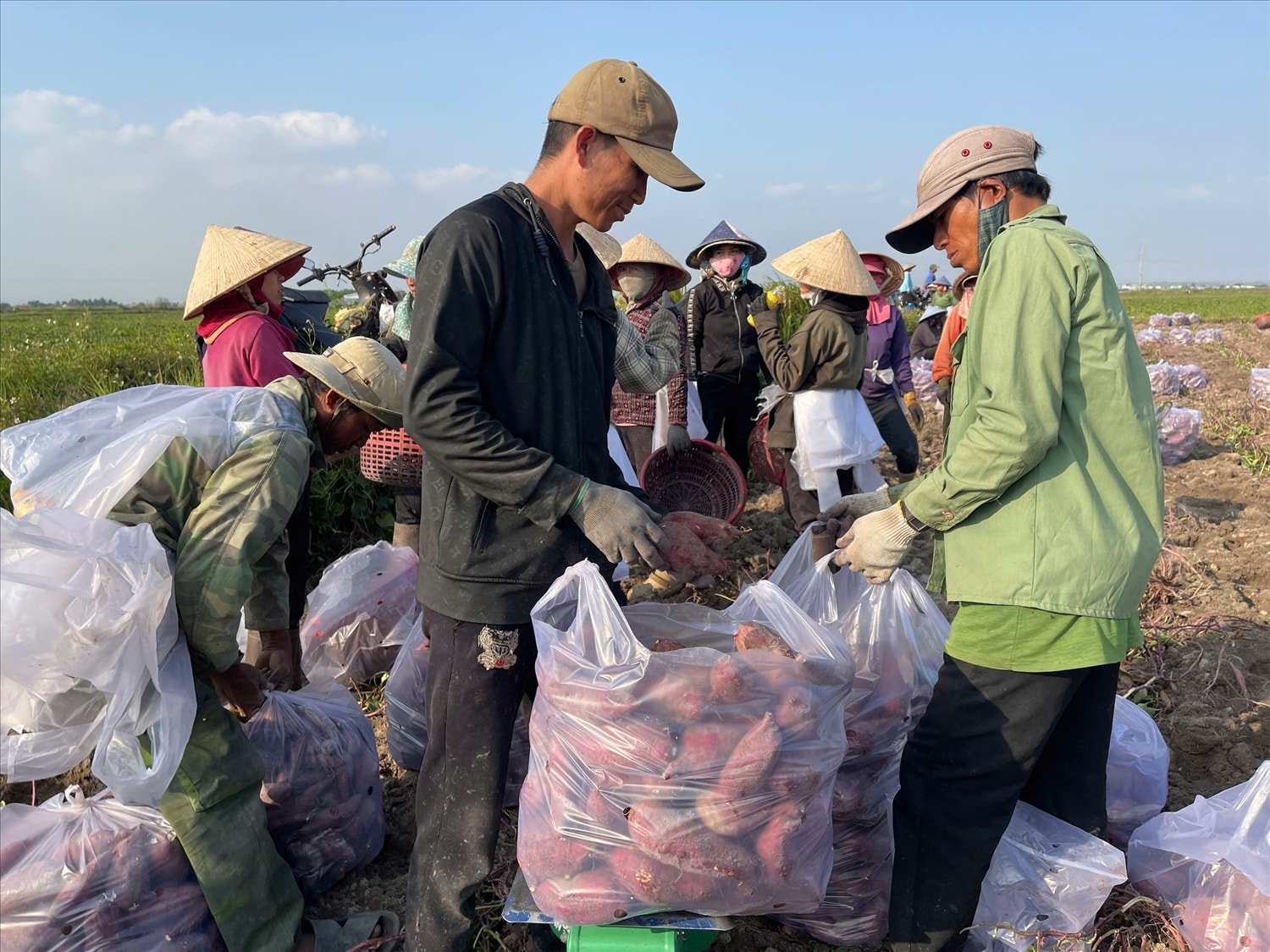 Nông dân huyện Phú Thiện thu hoạch khoai lang với niềm vui được mùa, được giá Nông dân huyện Phú Thiện thu hoạch khoai lang với niềm vui được mùa, được giá