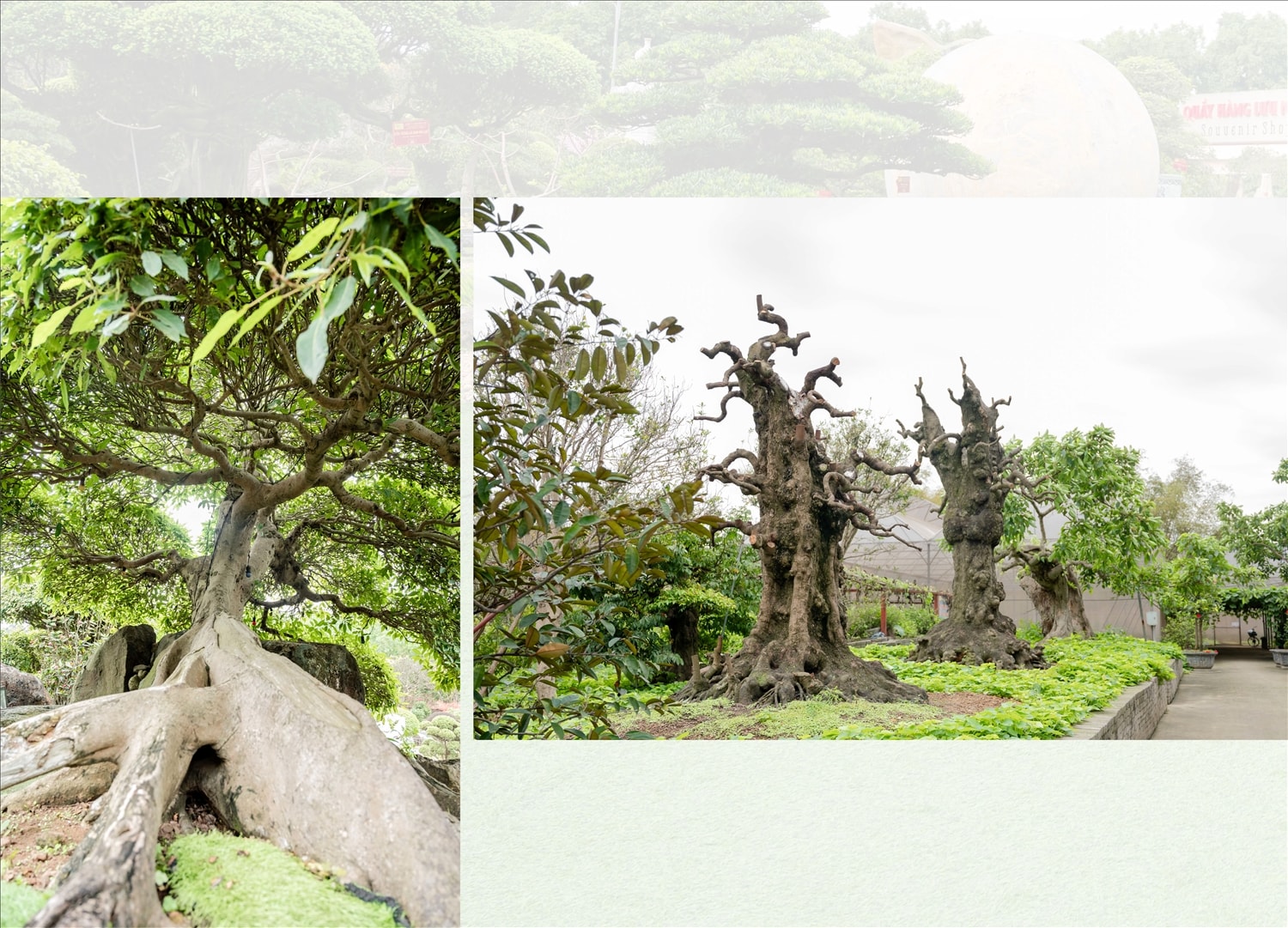 Cây cảnh của Dũng Tân cũng đa dạng về kích thước, từ những dòng cây bonsai cỡ nhỏ thích hợp với không gian sân vườn nhỏ hẹp đến những dòng cây thế cỡ lớn và cây bóng mát, thích hợp với không gian sân vườn lớn hay văn phòng cơ quan đáp ứng được nhiều nhu cầu của khách hàng.