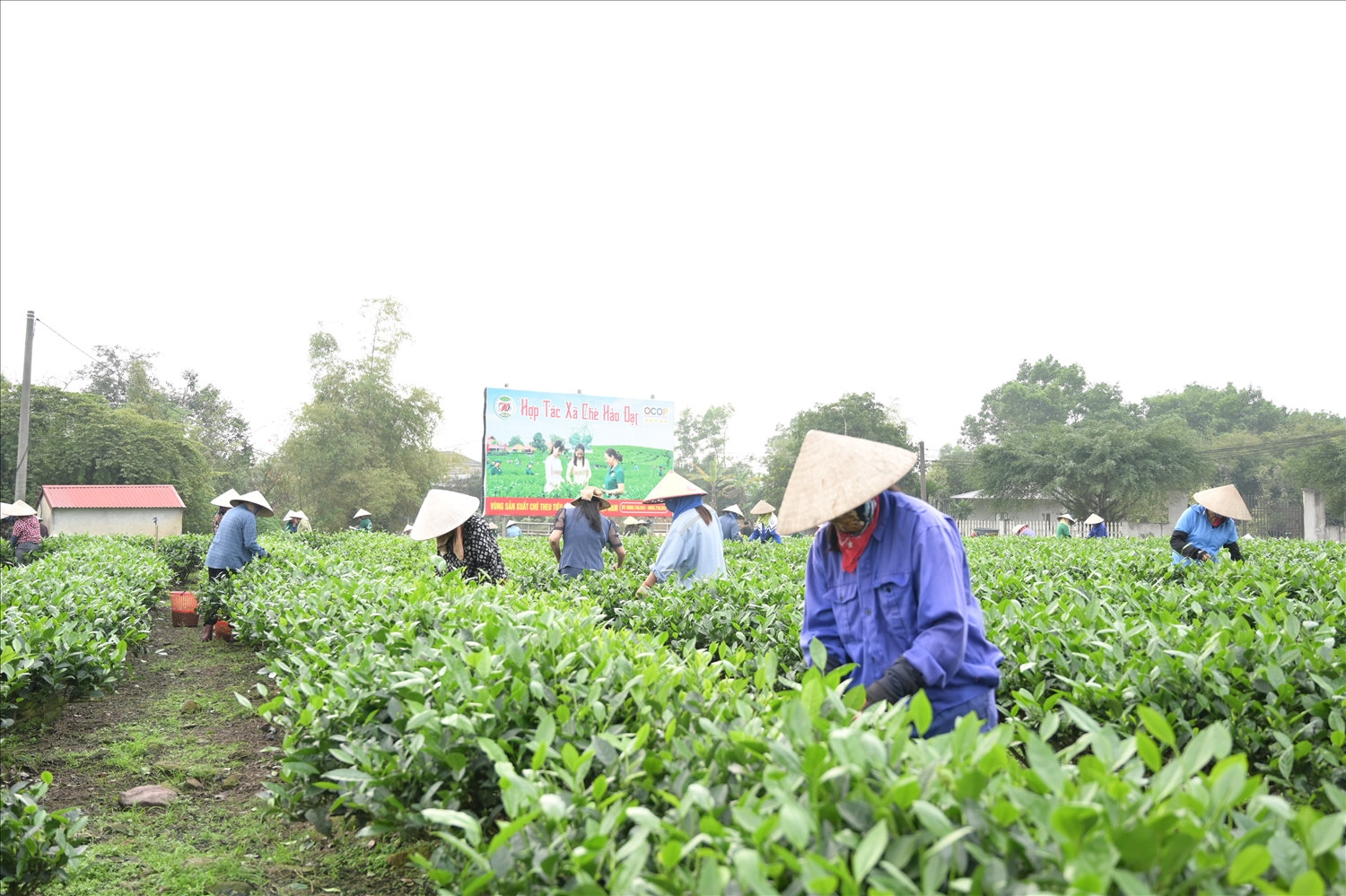 Tân Cương là vùng đất tạo ra các sản phẩm chè thơm ngon nổi tiếng, được nhiều du khách trong và ngoài nước biết đến