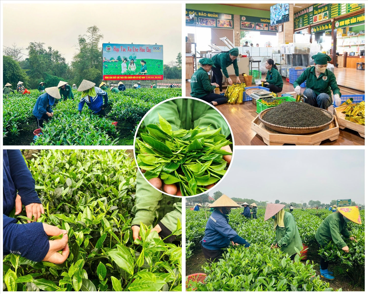 HTX chè Hảo Đạt đã khẳng định được thương hiệu, chất lượng trên thị trường