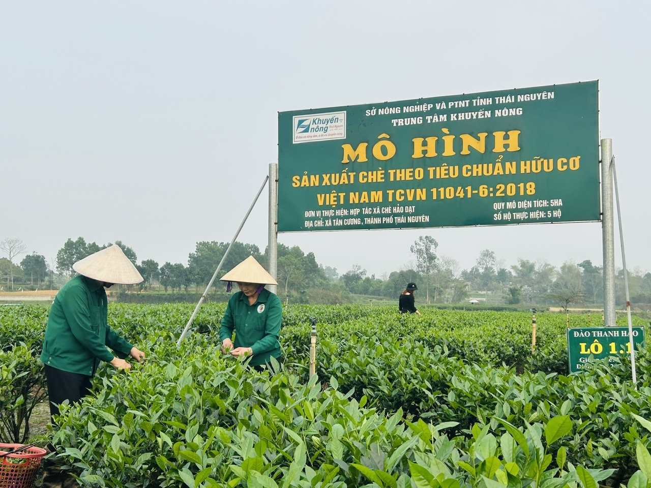 Mô hình chè của HTX Hảo Đạt được sản xuất theo tiêu chuẩn hữu cơ