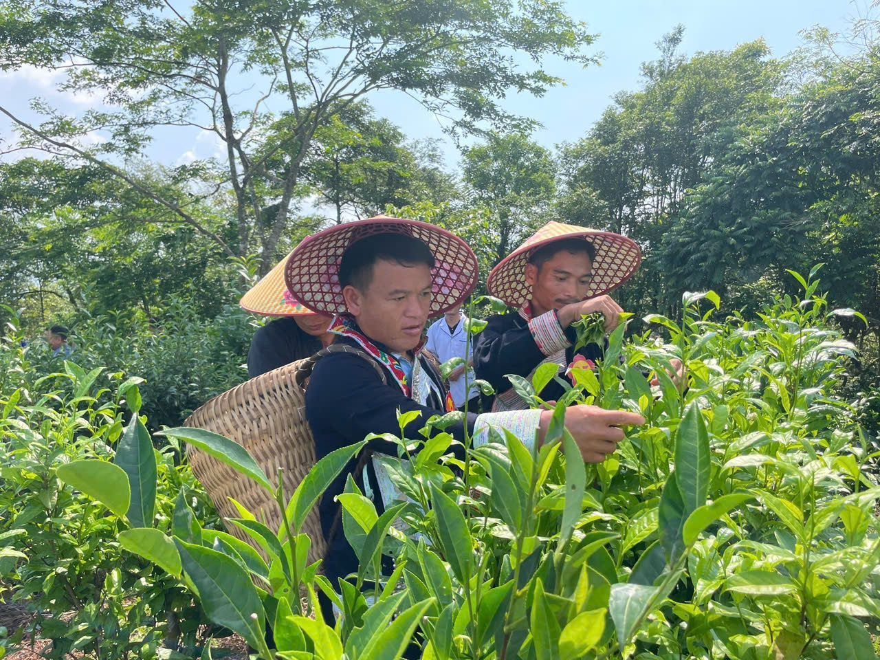 Cây chè đang góp phần nâng cao thu nhập cho nông dân vùng cao Bát Xát