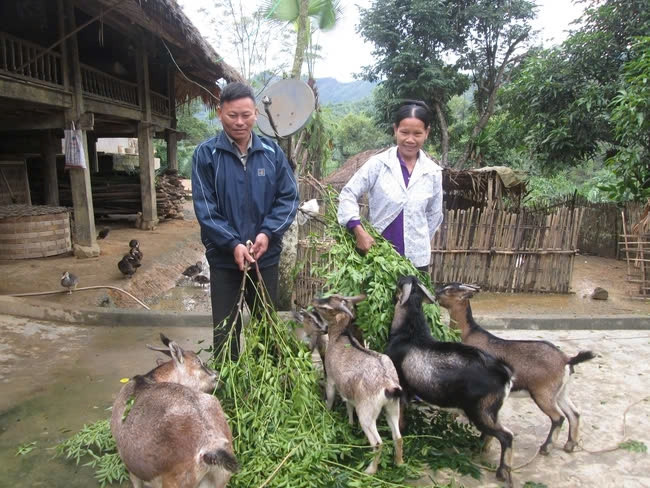 Được hỗ trợ vốn vay ưu đãi, nhiều nông dân nghèo trên địa bàn huyện Na Hang, tỉnh Tuyên Quang đầu tư nuôi dê hiệu quả. Ảnh: Đức Thịnh