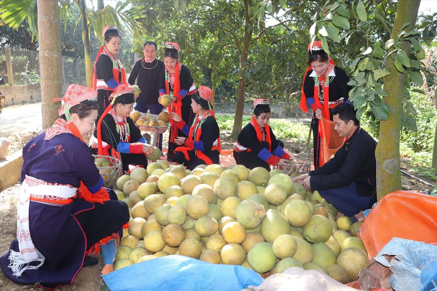 Từ nguồn vốn chính sách đã giúp đồng bào dân tộc thiểu số ở Tuyên Quang phát triển sản xuất, nâng cao thu nhập