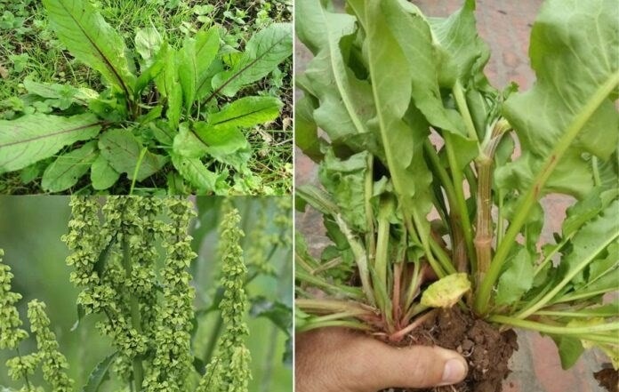 Cây lưỡi bò được biết đến như một dược liệu trong dân gian để điều trị các chứng ghẻ lở, u nhọt, viêm da
