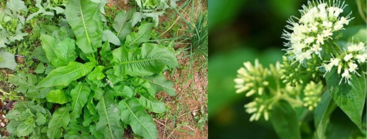 (Tổng hợp) Cây lưỡi bò, món quà quý giá từ thiên nhiên 3