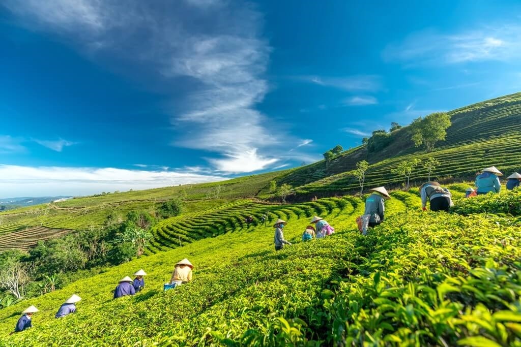 Những nương chè mặn chát, ngọt bùi ở Tân Cương Những nương chè mặn chát, ngọt bùi ở Tân Cương