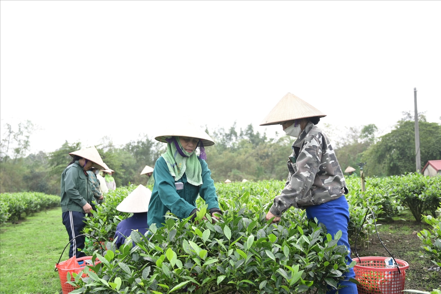 Người dân Tân Cương thu hái chè bằng phương pháp thủ công Người dân Tân Cương thu hái chè bằng phương pháp thủ công