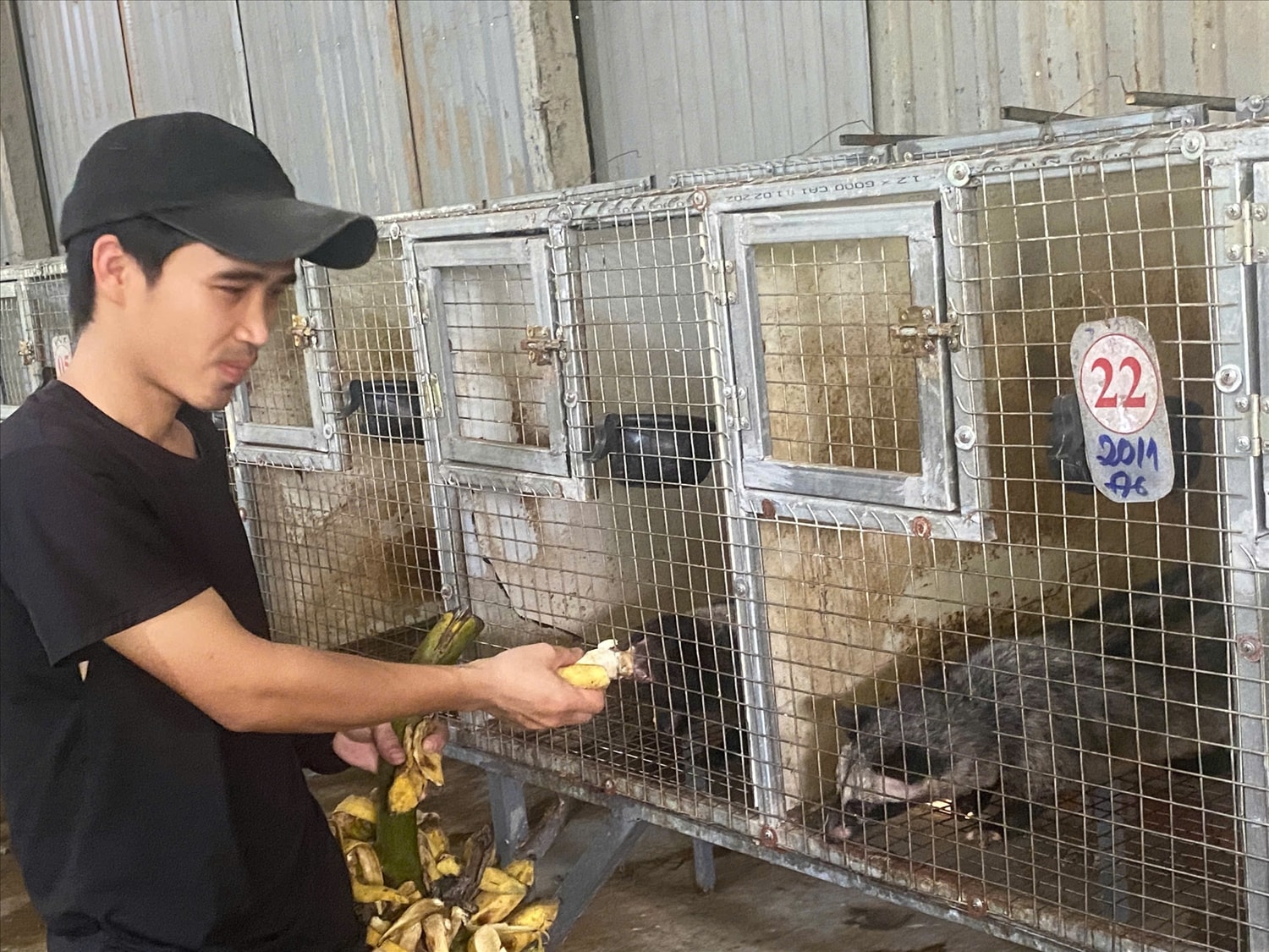 Anh Huỳnh Viên Mãn thu nhập hơn 500 triệu đồng mỗi năm từ nuôi chồn hương.