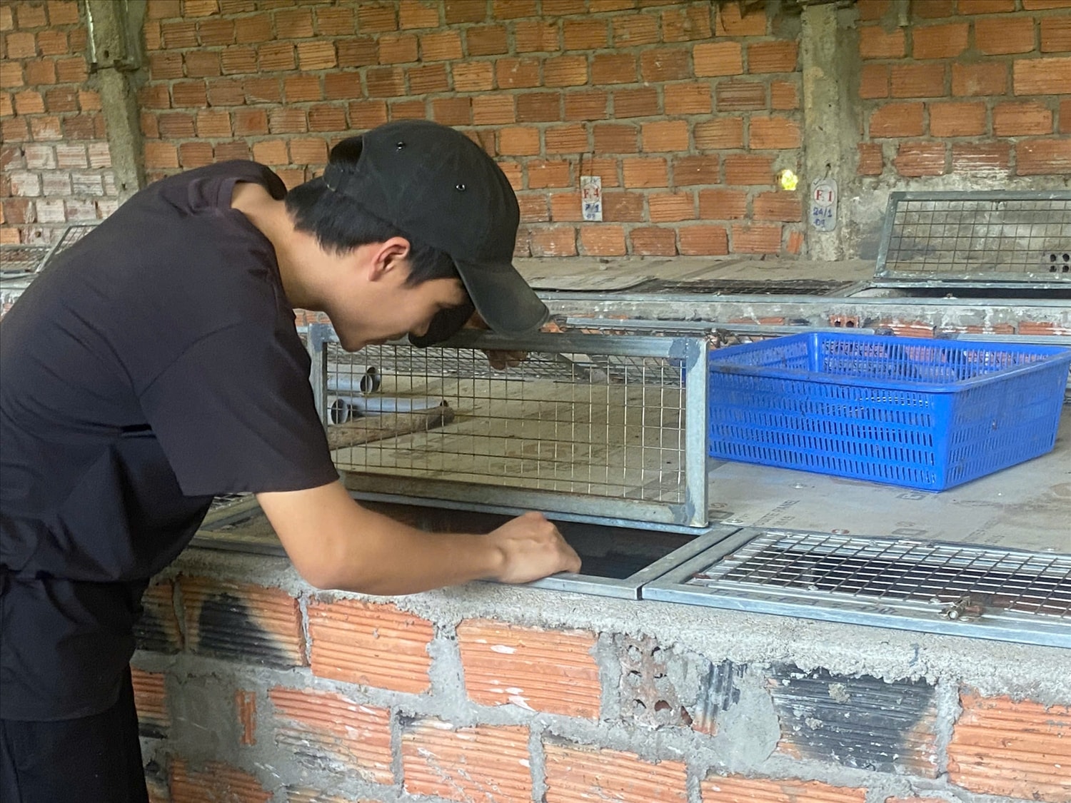 Theo dõi chồn cái sinh sản để kịp thời tách con non ra nuôi riêng.