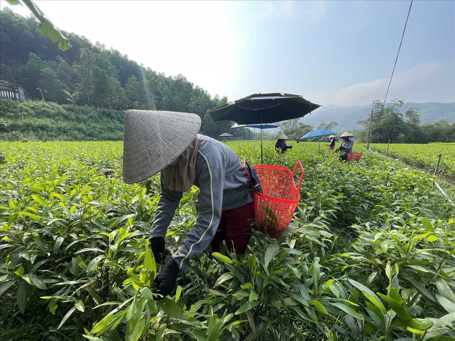 Việc đào tạo tạo nghề lao động nông thôn nhằm nâng cao chất lượng nhân lực, tăng thu nhập cho người dân.