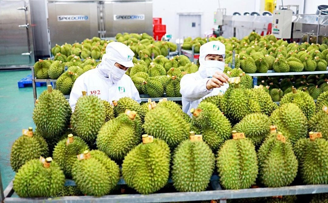Sơ chế sầu riêng xuất khẩu