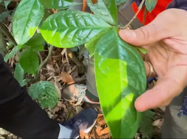 Lá chè cổ thụ được phát hiện trên đỉnh núi Tam Đảo. Ảnh: TL