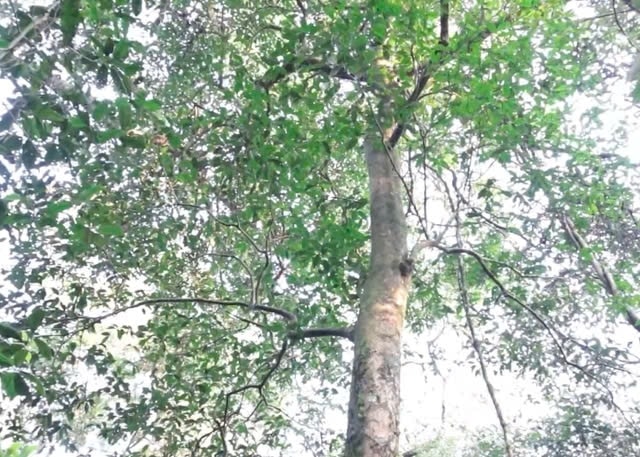 Một trong số những cây chè cổ thụ được phát hiện trên đỉnh núi Tam Đảo. Ảnh: TL