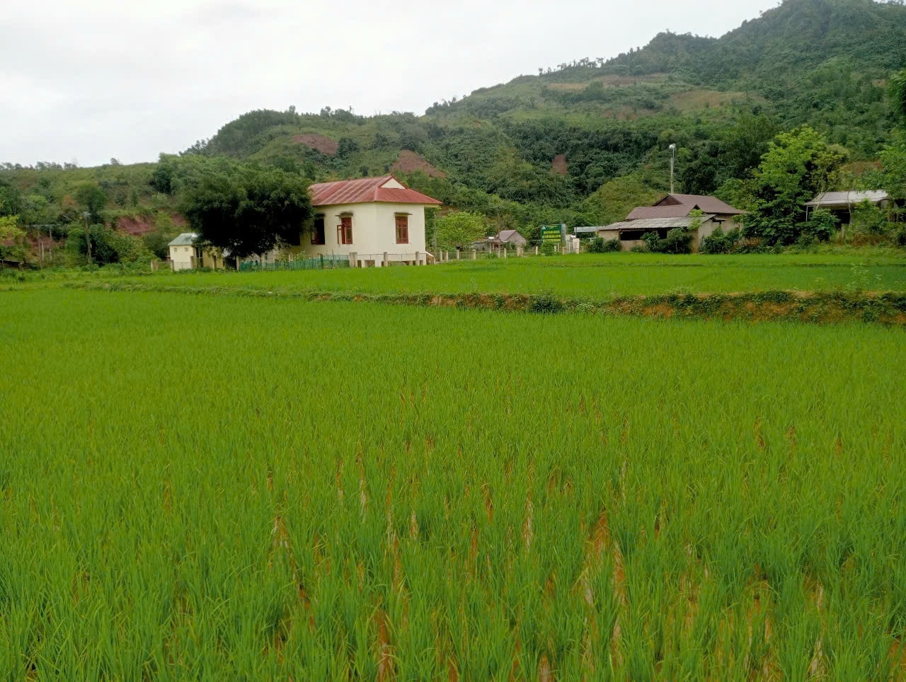 Đến nay, thôn Kỳ Neh đã có 15ha lúa nước, đồng bào Pa Cô đã làm chủ được lương thực