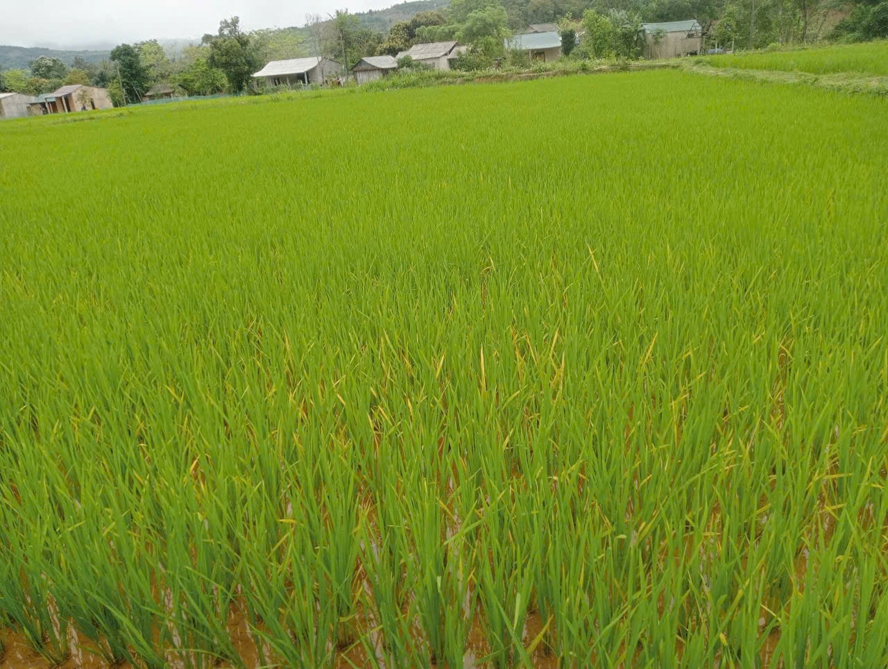 Người có uy tín Hồ Đức Diệp cùng 21 hộ Pa Cô trong thôn đã tự nguyện di dời chỗ ở để nhường đất cho gieo trồng cây lúa