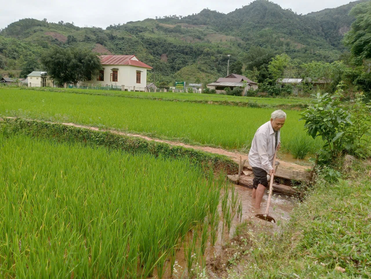 Người tiên phong trồng lúa nước ở Kỳ Neh 