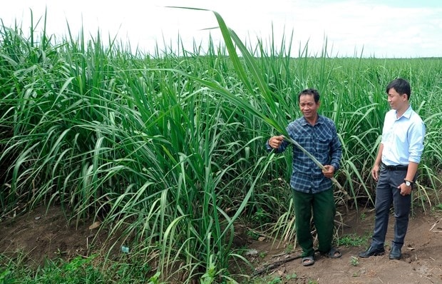 Ông Van Na Nắc, người Khmer ở ấp Tầm Phô, xã Tân Đông, huyện Tân Châu giới thiệu với chính quyền địa phương mô hình trồng mía đem lại hiệu quả kinh tế cao cho gia đình (Ẩnh minh họa).