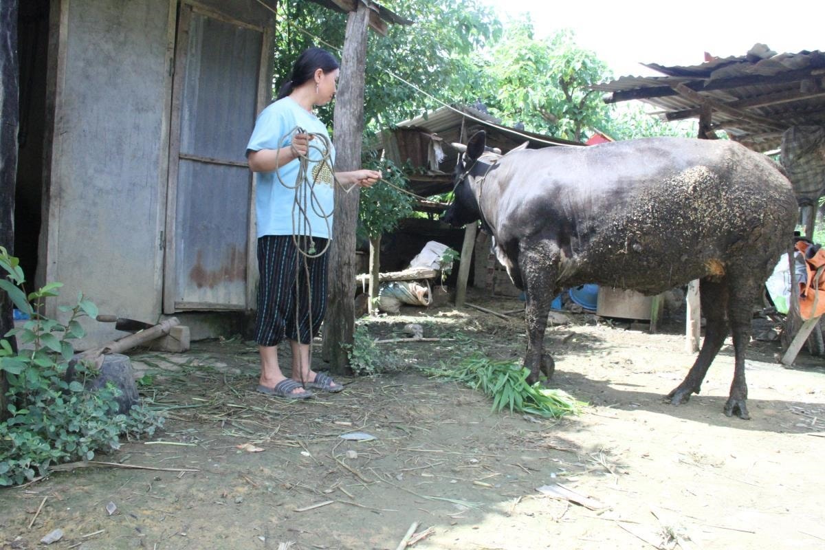 Chị Lý Thị Kém, thôn Phú Thịnh, xã Đắk Nang, huyện Krông Nô, tỉnh Đắk Nông tích cực phát triển chăn nuôi từ nguồn hỗ trợ của Chương trình MTQG 1719 (Ảnh minh họa).