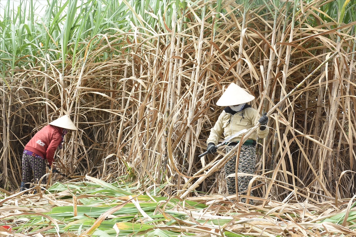 Người dân ở miền núi Phú Yên tập trung sản xuất, phát triển kinh tế