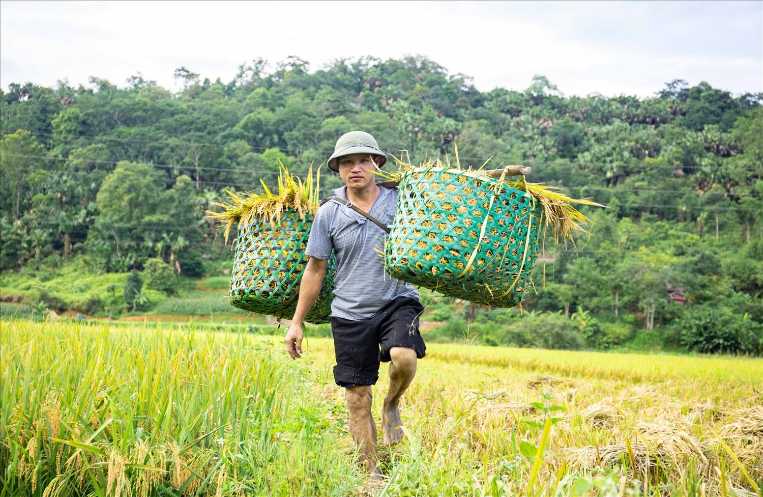 Quá trình thử nghiệm cho thấy, giống lúa QR15 thích nghi tốt với điều kiện thổ nhưỡng, thời tiết, khí hậu trên địa bàn, năng suất đạt 55 tạ/ha, cao hơn so với giống đối chứng 7,8 tạ/ha. Quá trình thử nghiệm cho thấy, giống lúa QR15 thích nghi tốt với điều kiện thổ nhưỡng, thời tiết, khí hậu trên địa bàn, năng suất đạt 55 tạ/ha, cao hơn so với giống đối chứng 7,8 tạ/ha.