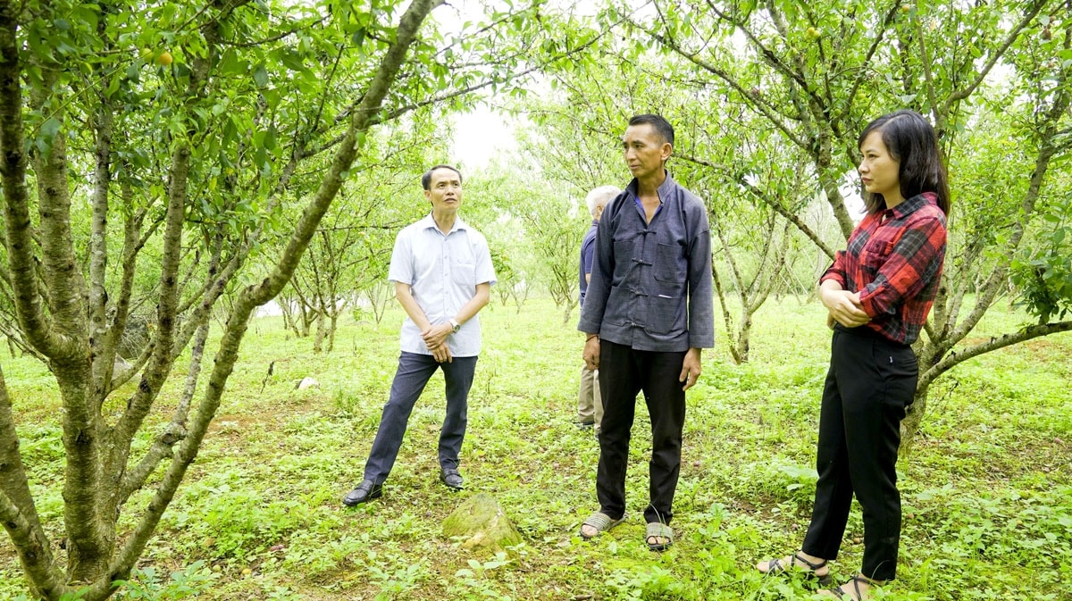 Ngành chuyên môn huyện Xín Mần kiểm tra dự án phát triển cây Mận táo tại vườn gia đình anh Sùng Văn Sinh, thôn Suôi Thầu, thị trấn Cốc Pài. Cán bộ chuyên ngành huyện Xín Mần kiểm tra dự án phát triển cây Mận táo tại vườn gia đình anh Sùng Văn Sinh, thôn Suôi Thầu, thị trấn Cốc Pài.
