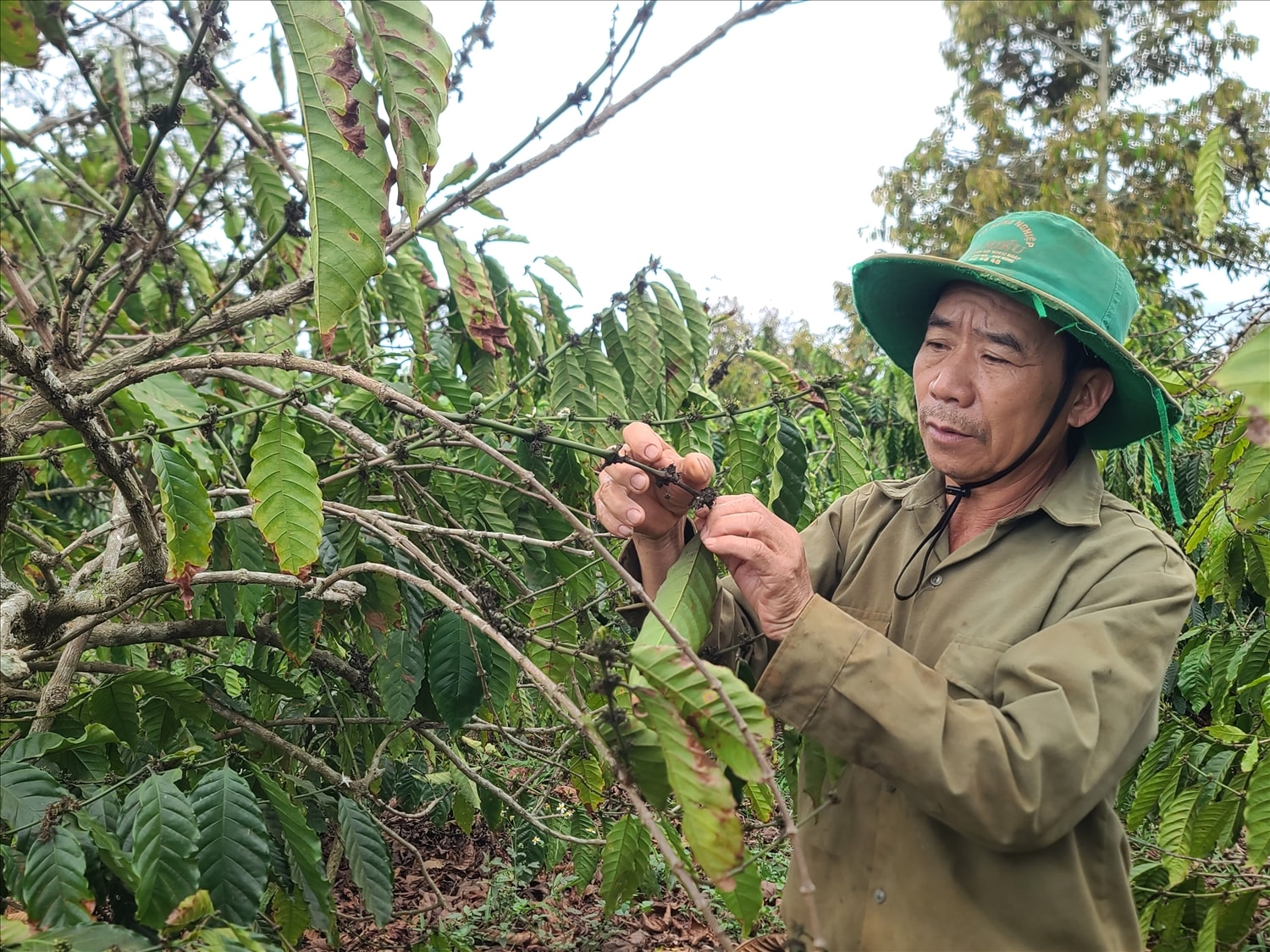 Thiếu nước tưới, hoa cà phê cháy đen, lá bắt đầu héo rũ