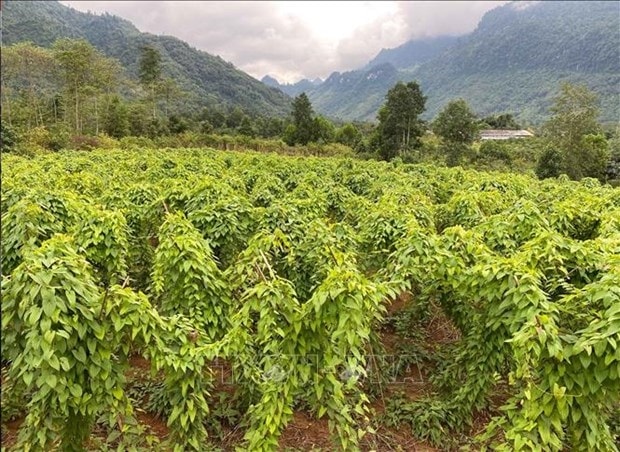 Dự án liên kết trồng cây hoài sơn giữa các hộ dân với Hợp tác xã dược liệu Lũng Lô tại xã Thượng Bằng La, huyện Văn Chấn, tỉnh Yên Bái (Ảnh: Tiến Khánh).