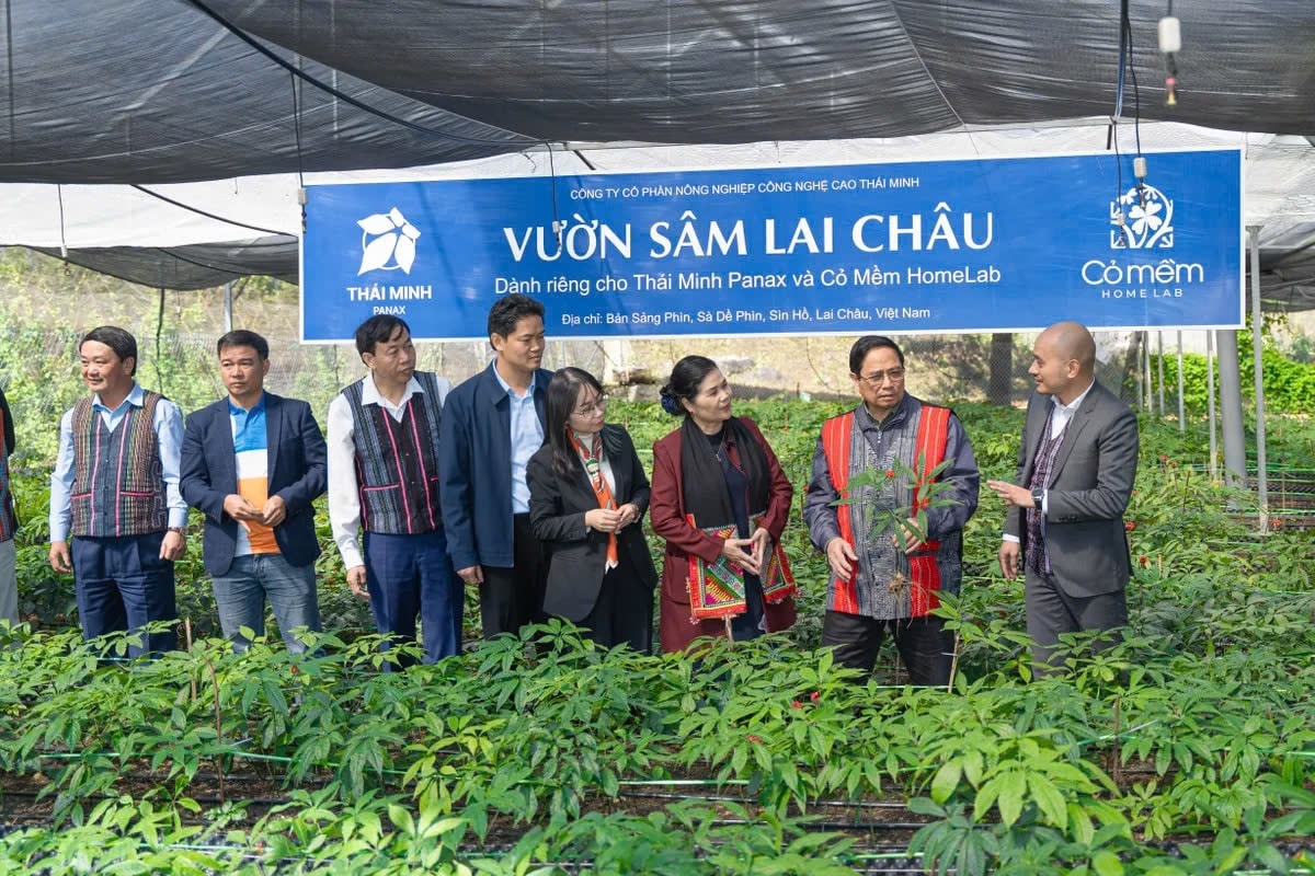 Vườn sâm Thái Minh hân hạnh được Thủ tướng Phạm Minh Chính ghé thăm Vườn sâm Thái Minh hân hạnh được Thủ tướng Phạm Minh Chính ghé thăm