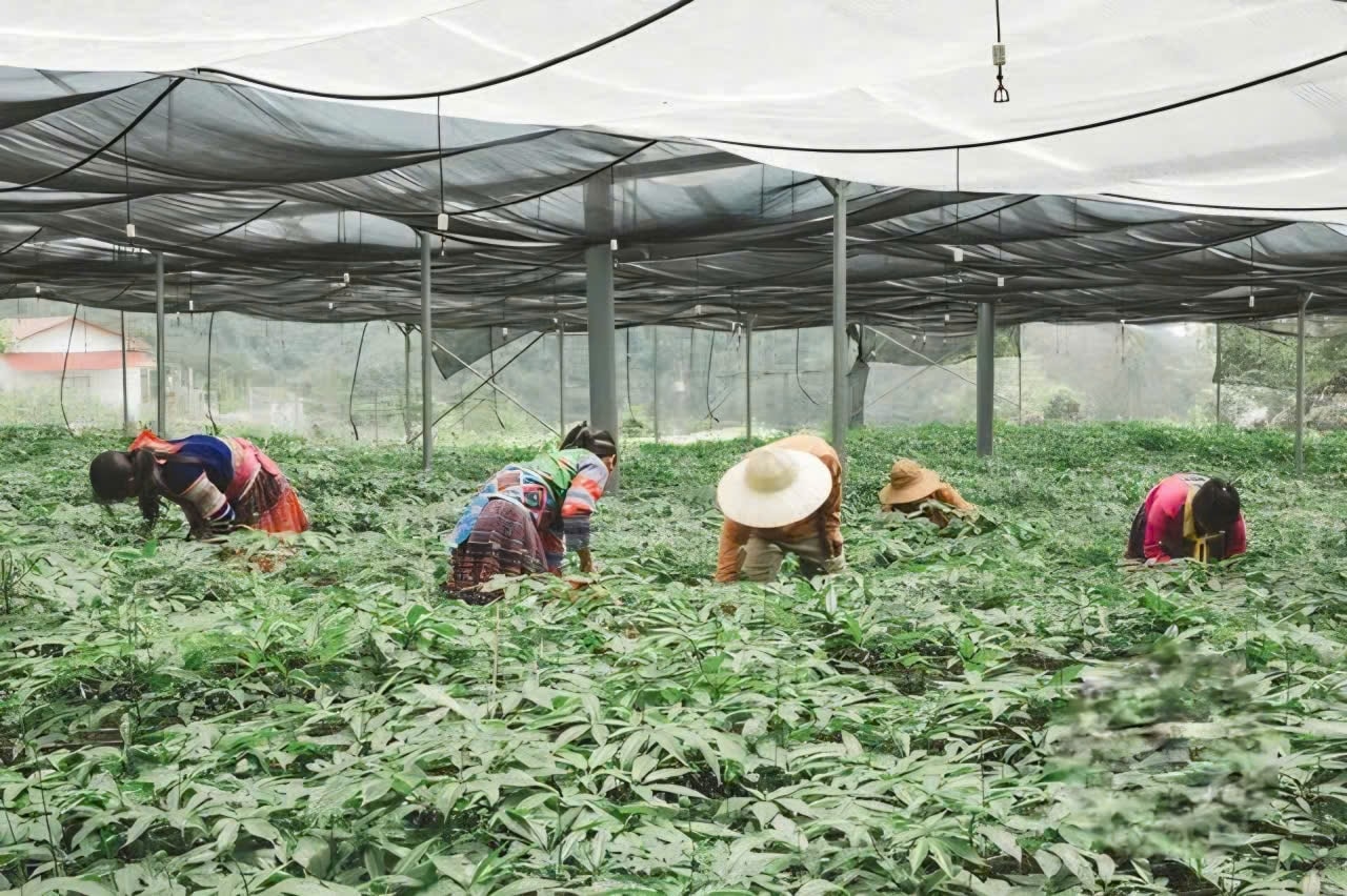Vườn sâm công nghệ cao rộng 2 hecta là nơi cung cấp nguồn nguyên liệu cho sản xuất Hồng sâm Lai Châu Thái Minh Vườn sâm công nghệ cao rộng 2 hecta là nơi cung cấp nguồn nguyên liệu cho sản xuất Hồng sâm Lai Châu Thái Minh