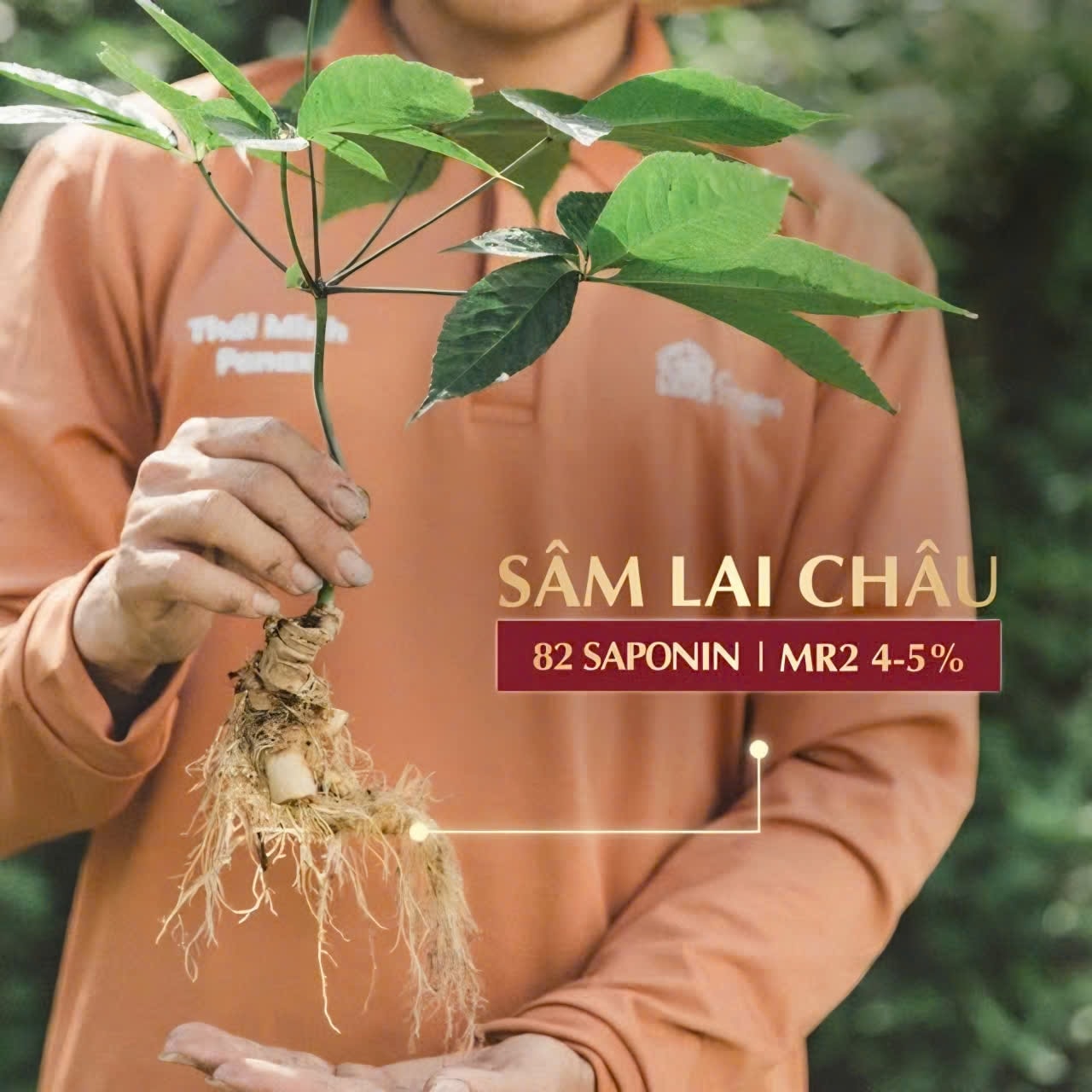 Hoạt chất quý giá khẳng định vị thế sâm Lai Châu (sâm Việt Nam) Hoạt chất quý giá khẳng định vị thế sâm Lai Châu (sâm Việt Nam)