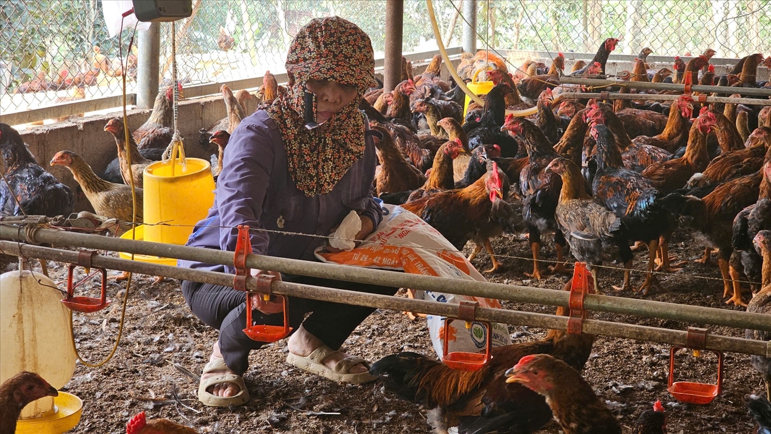 Gia đình bà Hằng vẫn còn hàng nghìn con gà chưa xuất bán được
