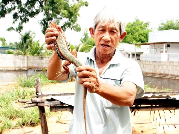 Con dông đực nuôi 24 tháng, có thể đạt trọng lượng 250 gram, thương thái thu mua tại chuồng 650 - 700 ngàn đồng/kg.