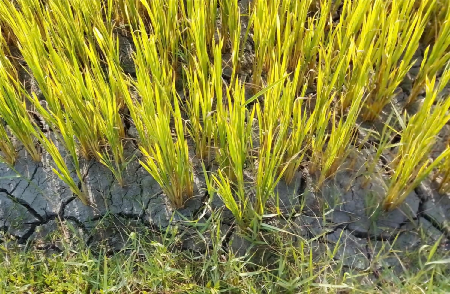 Nhiều thửa ruộng lúa nước ở vùng cao của thôn Trằm đã héo rụ do thiếu nước tưới