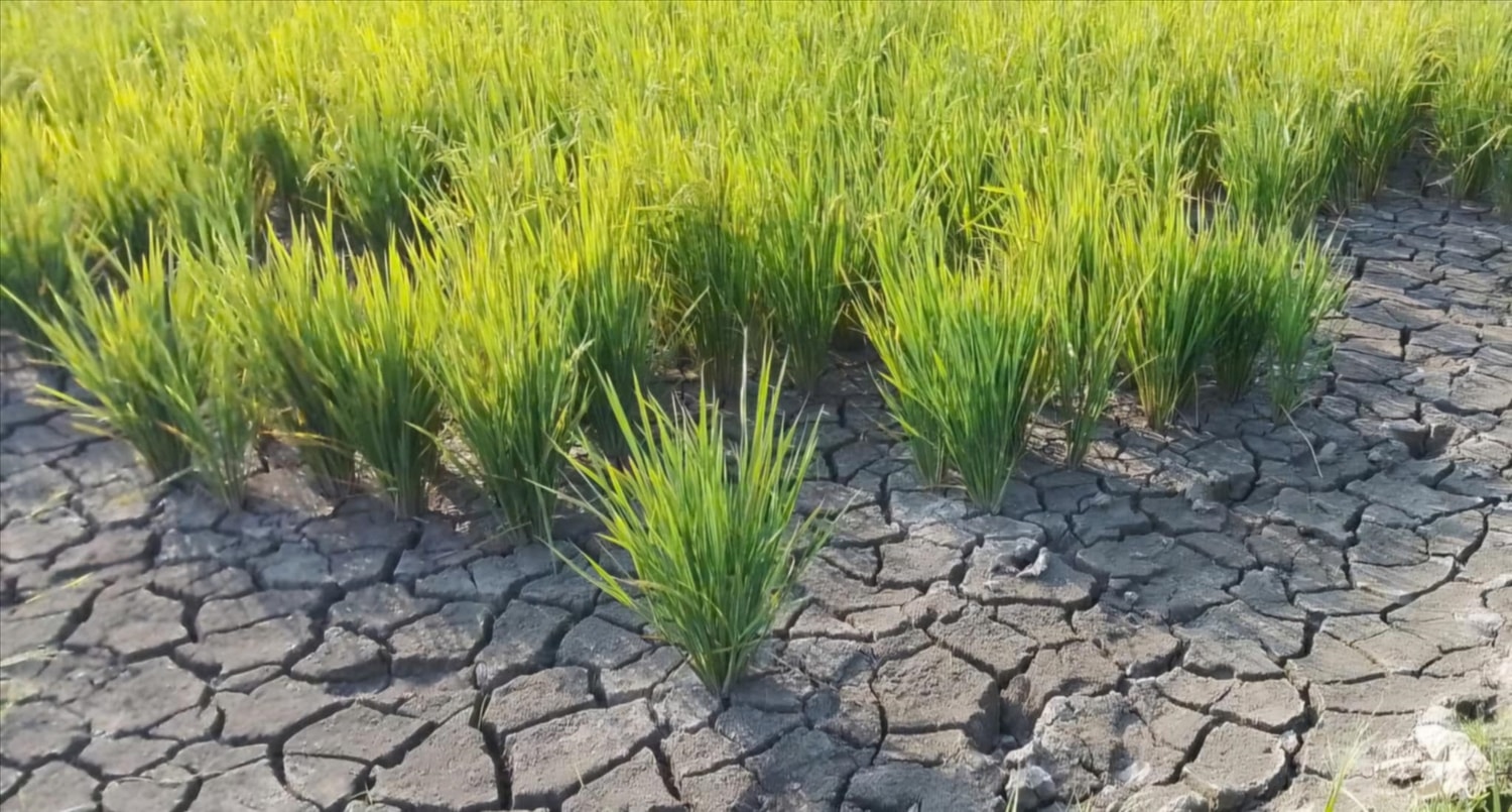 Đang vào thời kỳ ngậm đòng, trổ bông thế nhưng do thiếu nước nên cây lúa không thể trổ bông