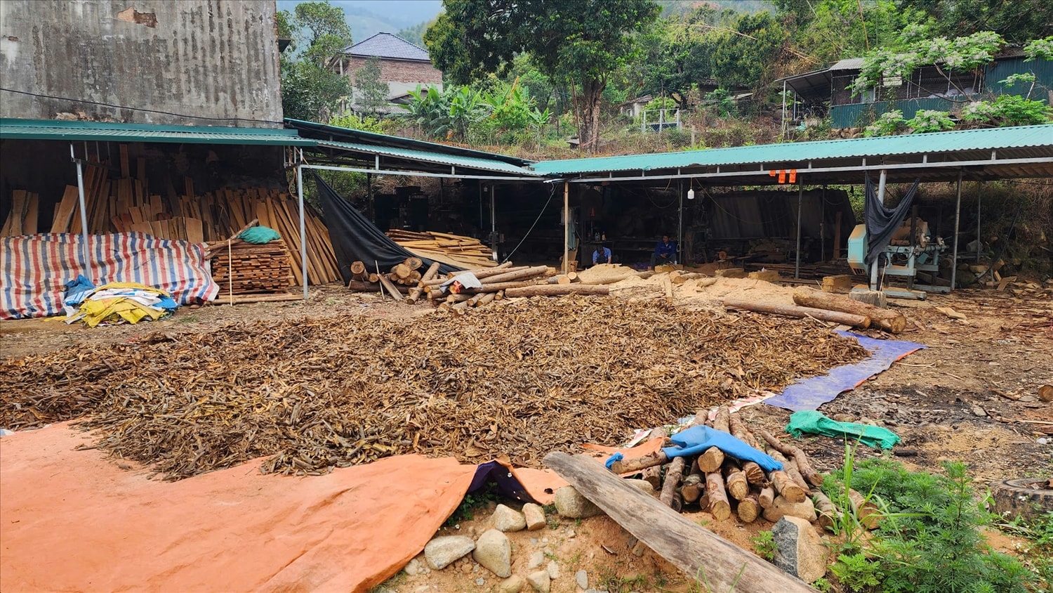 Toàn huyện Bình Liêu hiện có 690ha trồng quế tại 7 xã, riêng xã Húc Động chiếm hơn 412ha