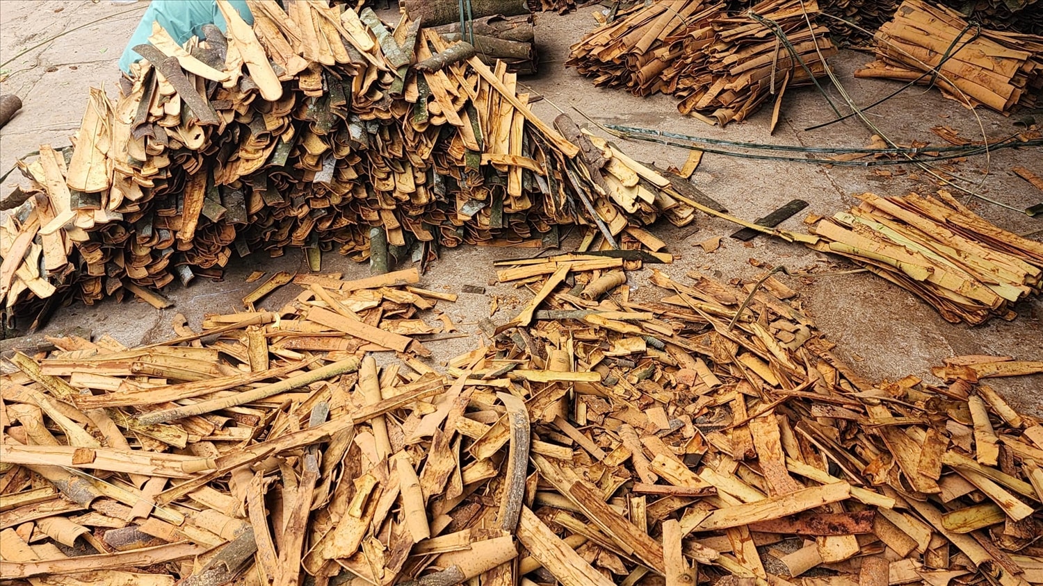 Bên cạnh cây hồi vốn đã gắn bó từ lâu, quế cũng là một 
