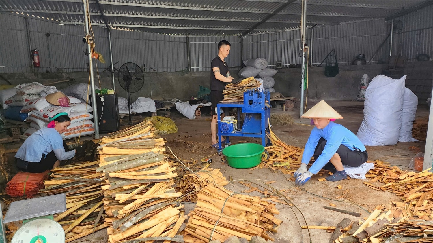 Hiện đang là thời điểm các hộ dân trồng quế ở Bình Liêu tập trung thu hoạch vụ xuân