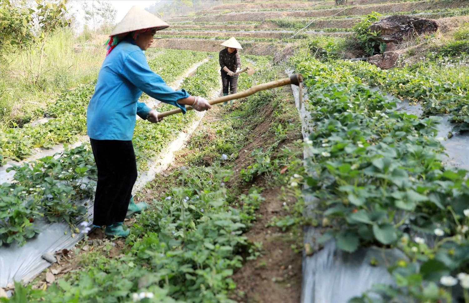 Cây dâu tây và các cây trồng có giá trị kinh tế cao đang dần thay thế những cây trồng truyền thống như ngô, lúa
