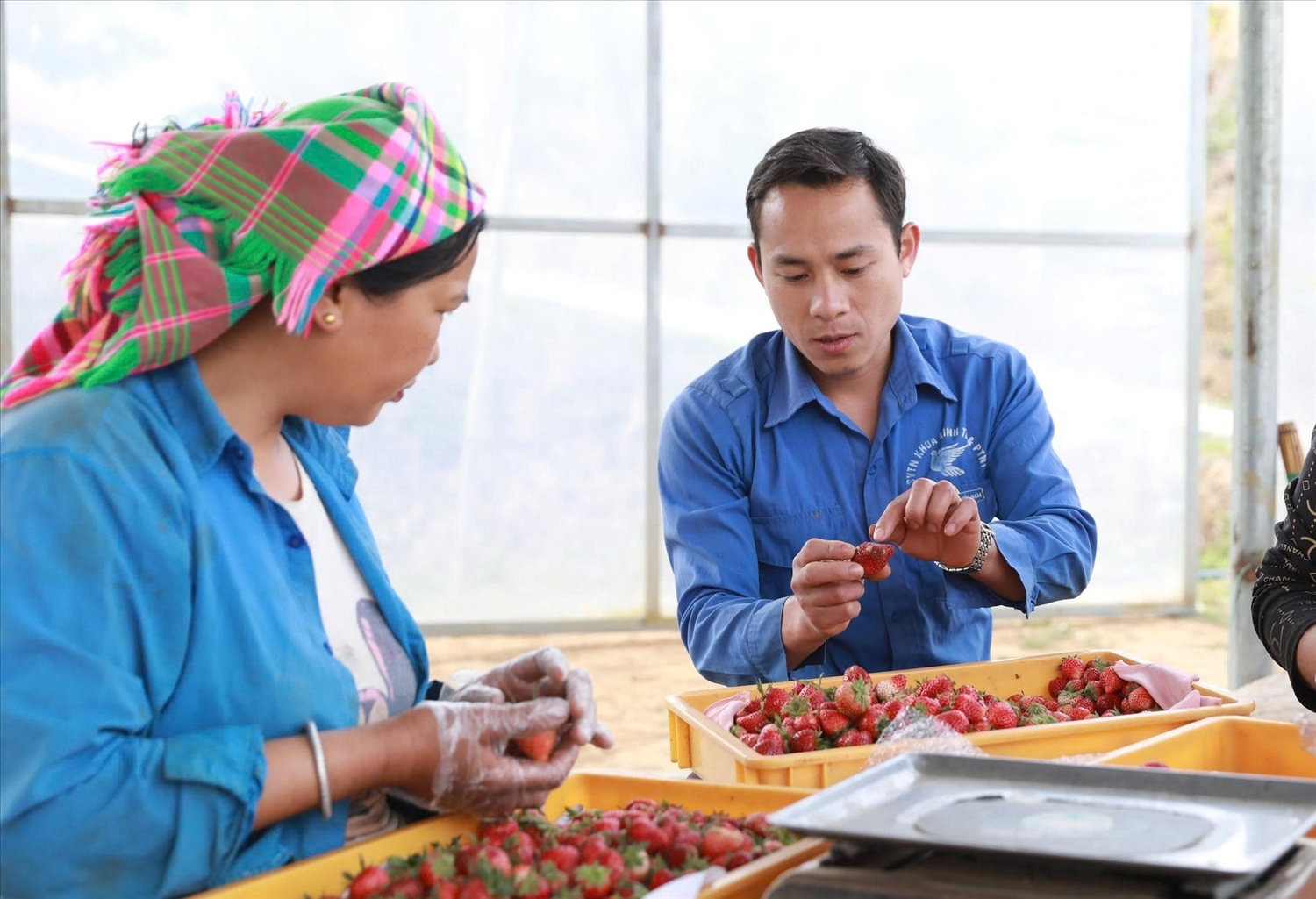 Không chỉ làm giàu cho bản thân, anh Vượng còn chủ động tư vấn hướng dẫn cho bà con Nhân dân trong bản, trong xã học tập làm theo từng bước vươn lên xóa đói giảm nghèo