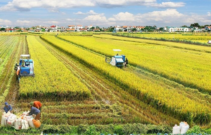 Mùa vàng ở Trà Vinh (Ảnh minh họa).