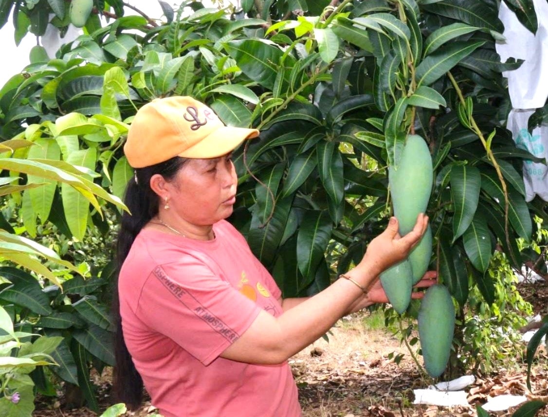 Người dân xã Đắk Wil, huyện Cư Jút (Đắk Nông) vay vốn từ NHCSXH đầu tư vào sản xuất