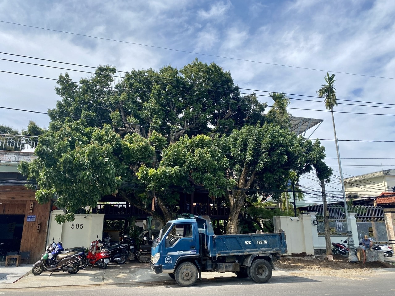 2 cây nhãn tại số nhà 505 đường Nguyễn Huệ vẫn tồn tại bất chấp sự phản ứng của người dân Tổ dân phố 2, phường Thống Nhất, TP. Kon Tum