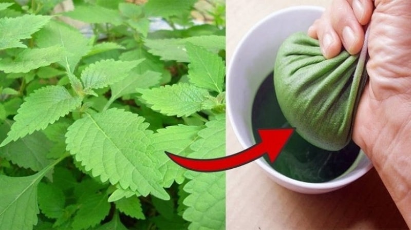(Tổng hợp) Bài thuốc điều trị cảm cúm từ cây lá vườn nhà 4