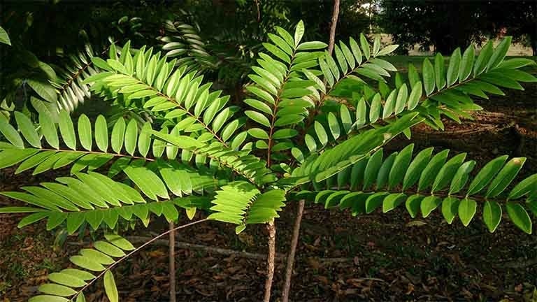Cây mật nhân hỗ trợ ổn định đường huyết