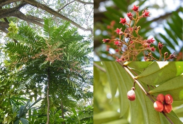 Mật nhân - cây thuốc quý trong dân gian